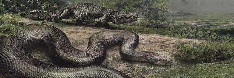 Discovery Of Giant Snake Fossil Gives Hope To Rainforests Surviving ...